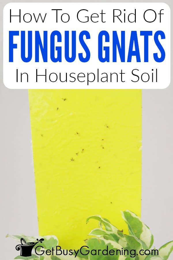 How To Get Rid Of Fungus Gnats In Houseplant Soil