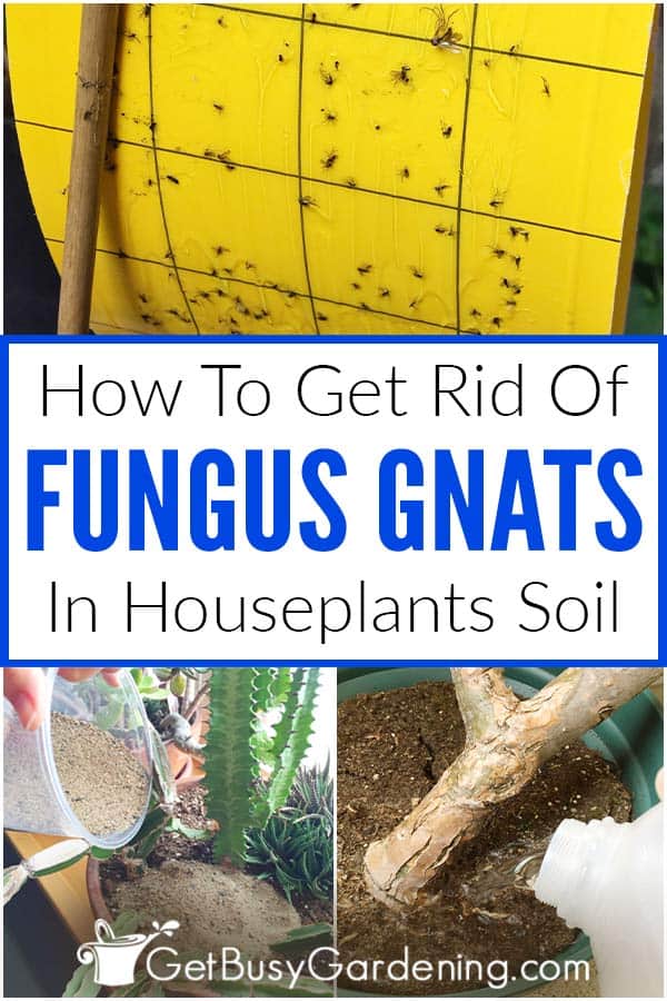 How To Get Rid Of Fungus Gnats In Houseplants Soil