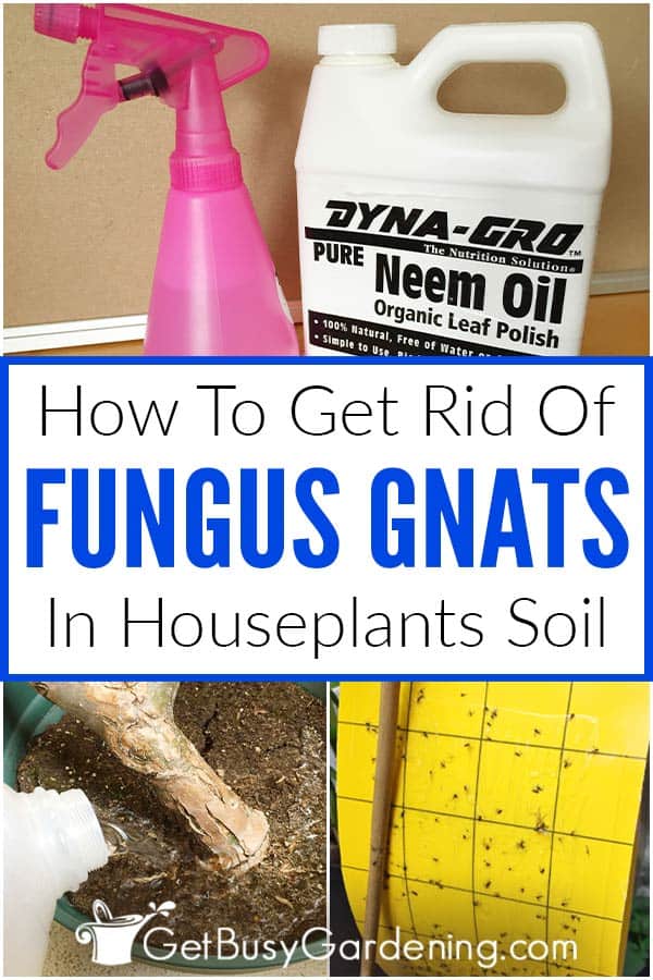 How To Get Rid Of Fungus Gnats Naturally Get Busy Gardening