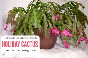 How To Care For Holiday Cactus (Thanksgiving and Christmas Cactus)