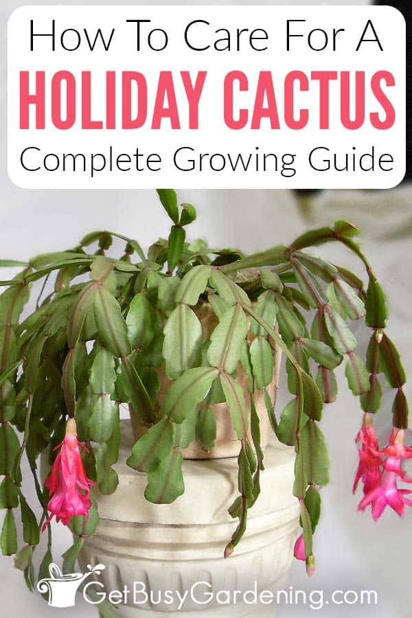 How To Care For A Holiday Cactus Complete Growing Guide