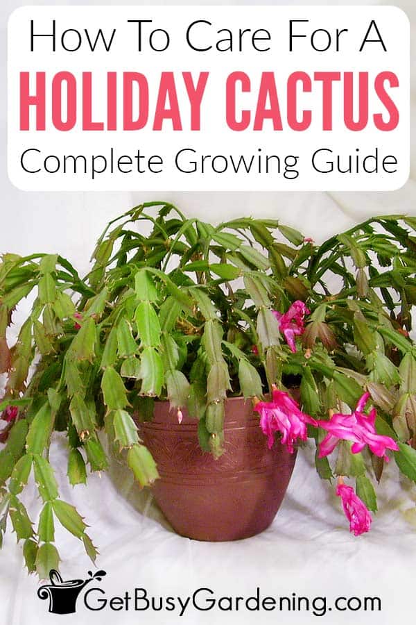 How To Care For A Holiday Cactus Complete Growing Guide