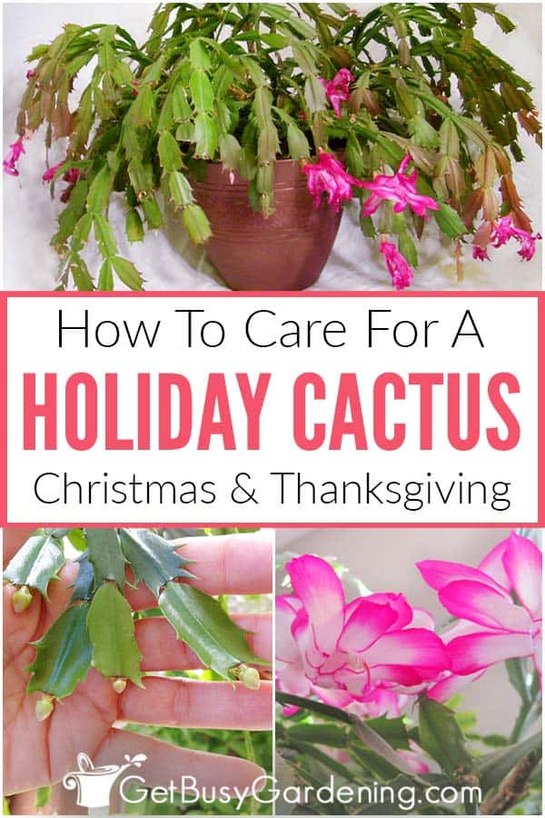 How To Care For A Holiday Cactus (Christmas & Thanksgiving)