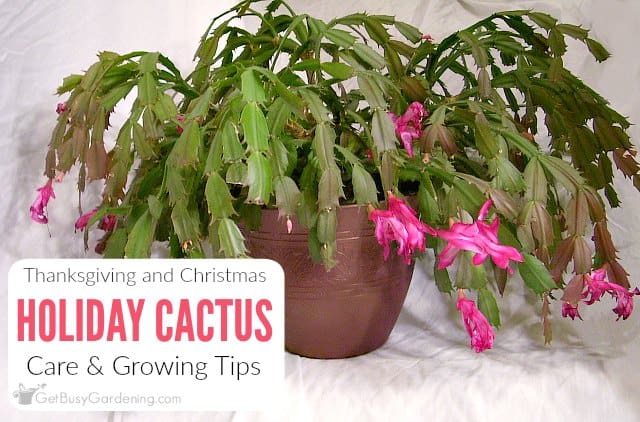 Holiday Cactus Care & Growing Tips