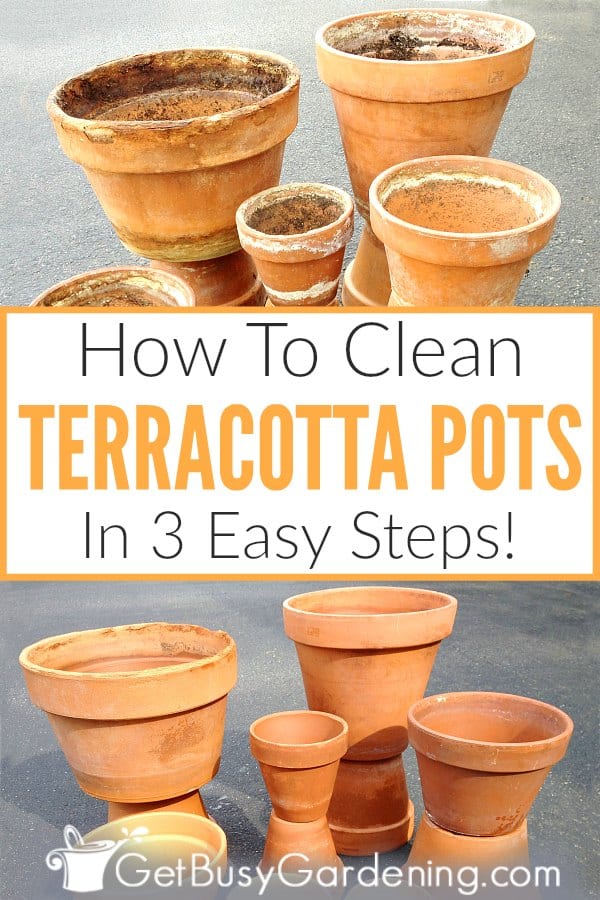 How To Clean Terracotta Pots In 3 Easy Steps!