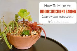 How To Make An Indoor Succulent Garden (Step-By-Step Instructions)