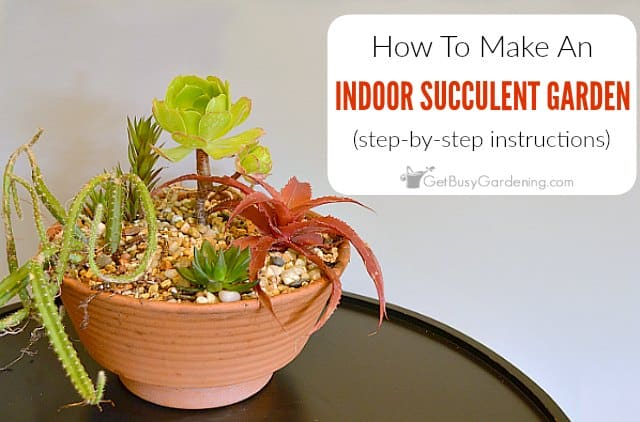 Get Creative:  DIY Tabletop Cactus & Succulent Garden / Terrarium!