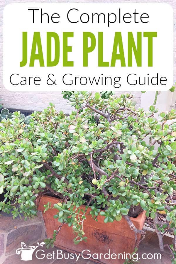 The Complete Jade Plant Care & Growing Guide