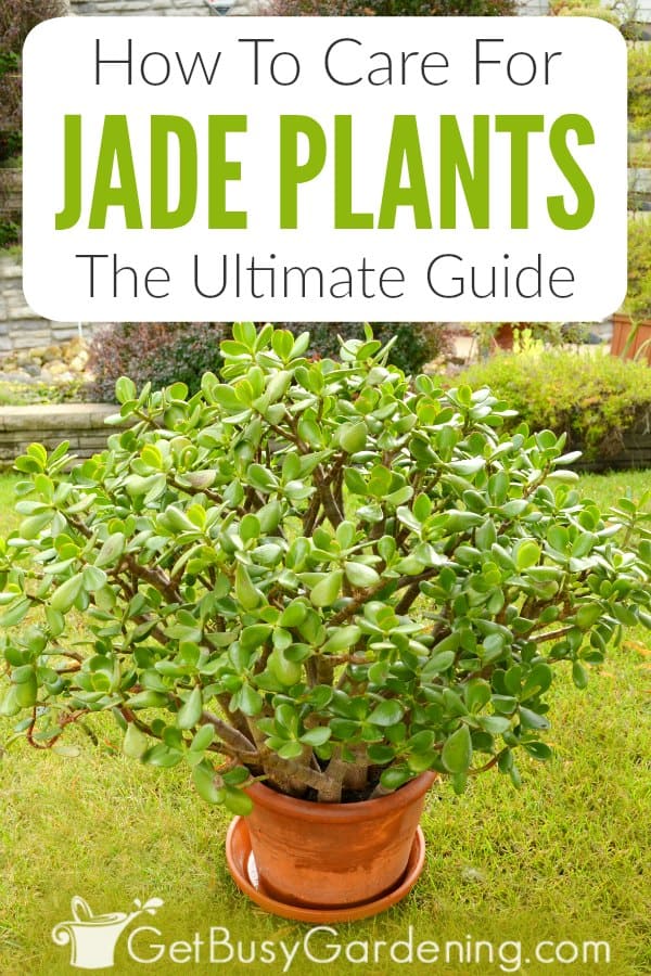 How To Care For Jade Plants: The Ultimate Guide