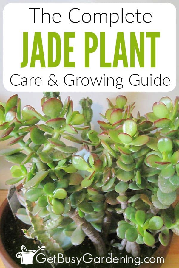 The Complete Jade Plant Care & Growing Guide