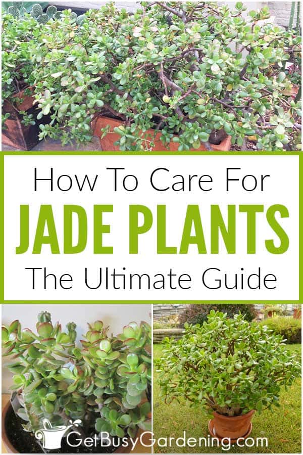 How To Care For Jade Plants: The Ultimate Guide