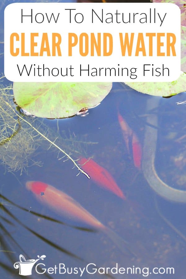How To Keep Pond Water Clear Naturally (And Get Rid Of Pond Algae ... - Keeping PonD Water Clear Pin