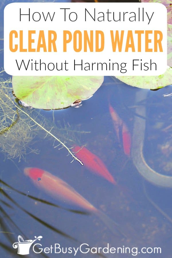 How To Keep Pond Water Clear & Get Rid Of Algae Naturally Get Busy