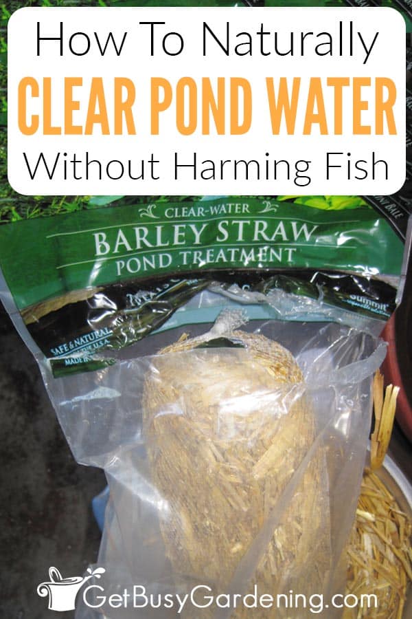 How To Naturally Clear Pond Water Without Harming Fish