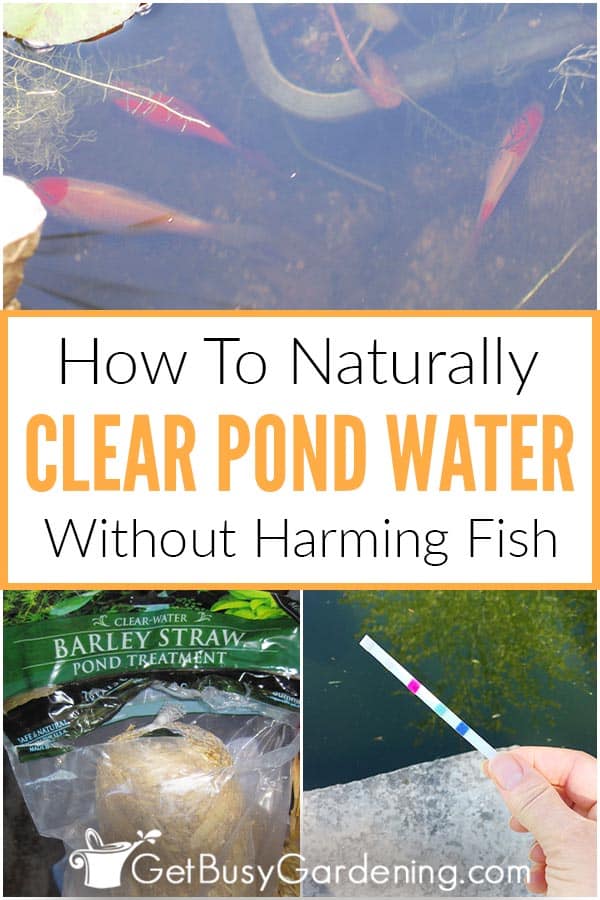 How To Keep Pond Water Clear Naturally (And Get Rid Of Pond Algae) - Keeping PonD Water Clear Collage Pin