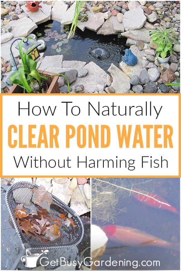 How To Keep Pond Water Clear Naturally (And Get Rid Of Pond Algae) - Keeping PonD Water Clear Collage Pin2 1