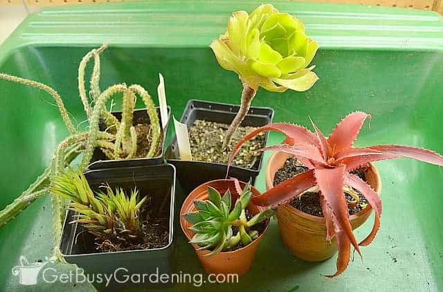 Mini succulents for my indoor dish garden