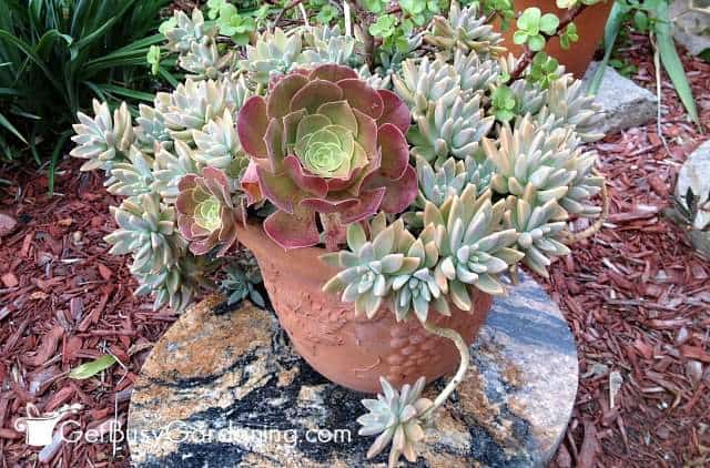 How To Make Your Own Succulent Soil (With Recipe!) - Get Busy Gardening