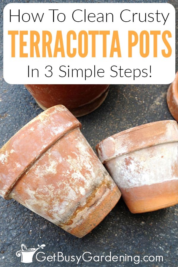 How To Clean Crusty Terracotta Pots In 3 Simple Steps!