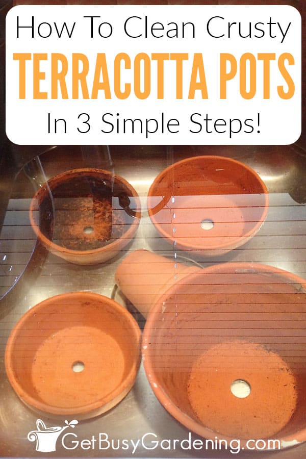 How To Clean Crusty Terracotta Pots In 3 Simple Steps!