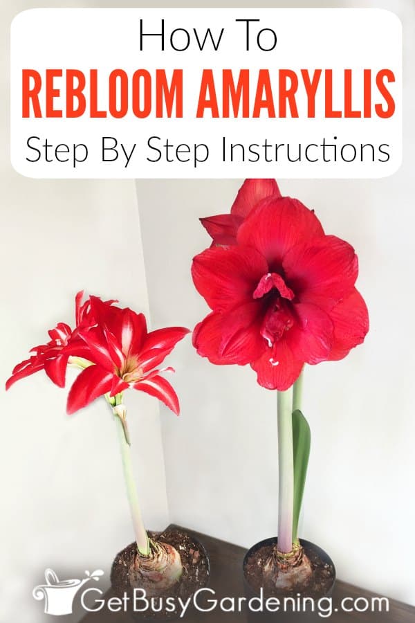 How To Rebloom Amaryllis: Step By Step Instructions