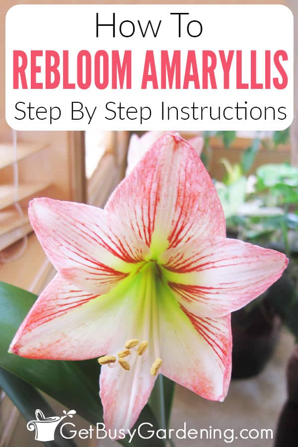 How To Rebloom Your Amaryllis in 4 Easy Steps! - Get Busy Gardening