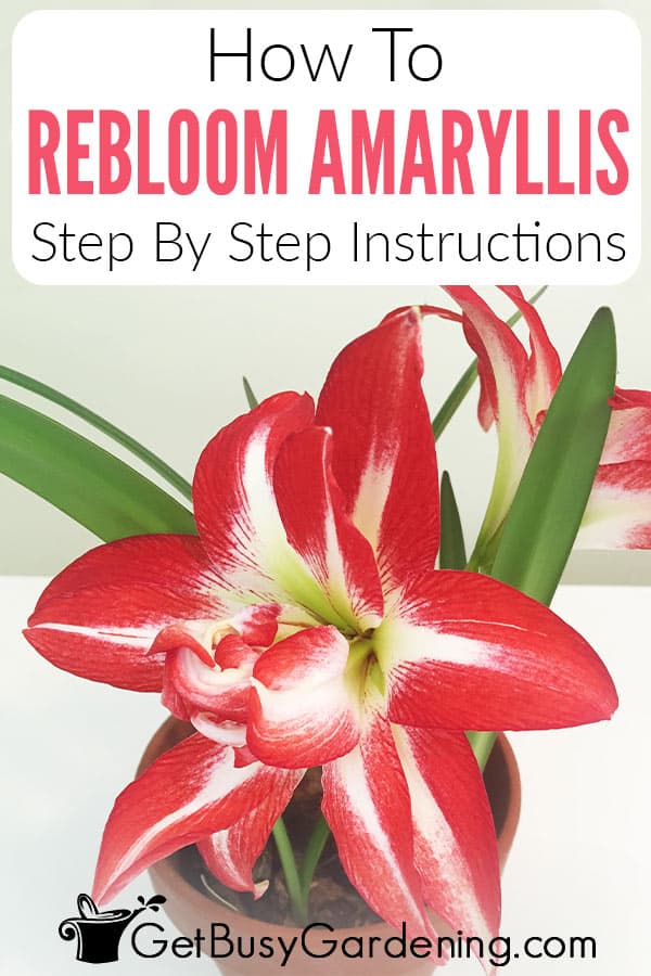 How To Rebloom Amaryllis Step By Step Instructions