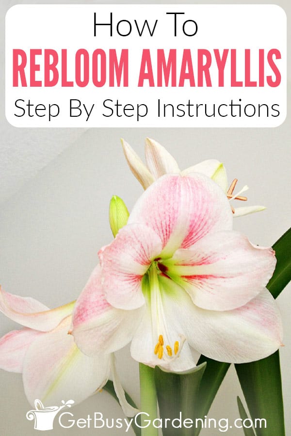 How To Rebloom Amaryllis Step By Step Instructions