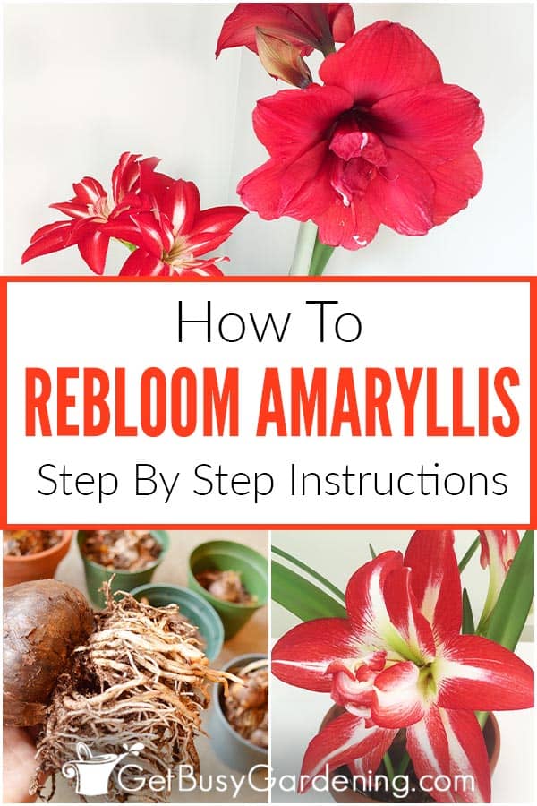 How To Rebloom Amaryllis: Step By Step Instructions