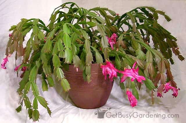 Thanksgiving cactus blooming with pink flowers