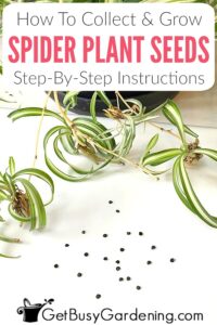 Collecting & Growing Spider Plant Seeds - Get Busy Gardening