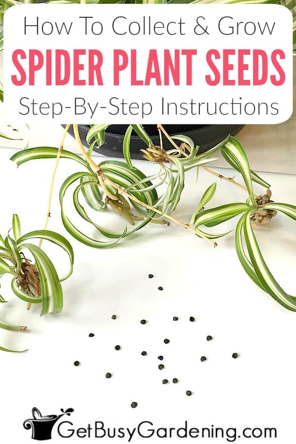 How To Collect & Grow Spider Plant Seeds Step-By-Step Instructions