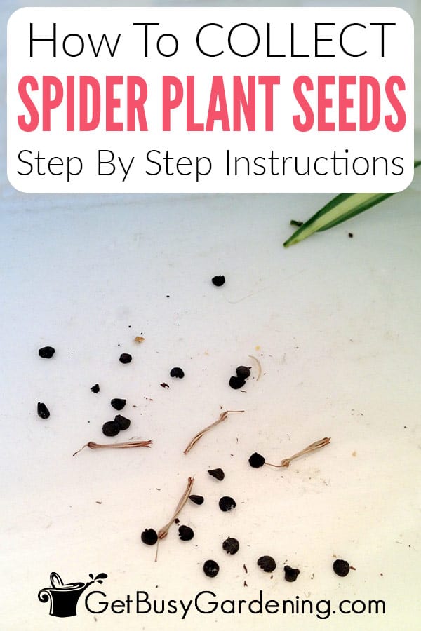 How To Collect Spider Plant Seeds Setp By Step Instructions
