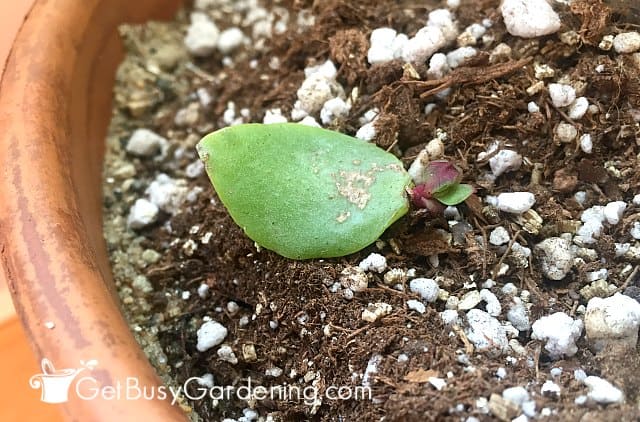 Winter propagated succulent leaf laying on top of soil