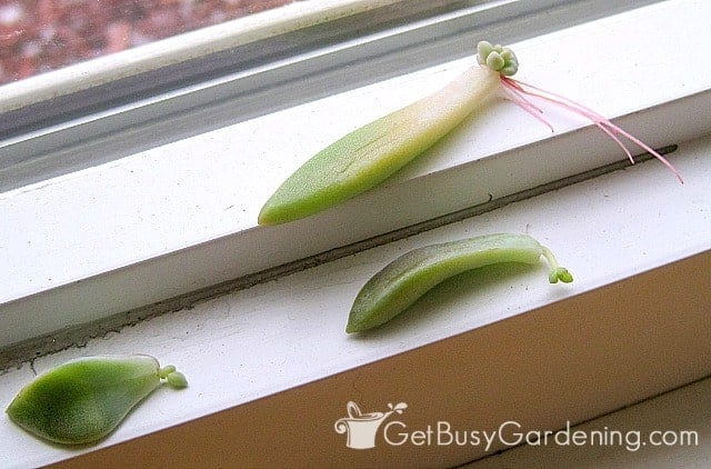 Rooted succulent leaves by the cold window