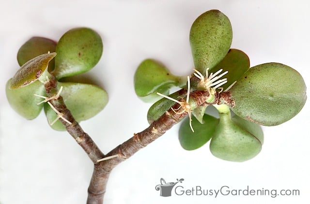 propagating succulents from stem cuttings during winter
