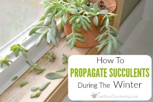 How To Propagate Succulents In Winter