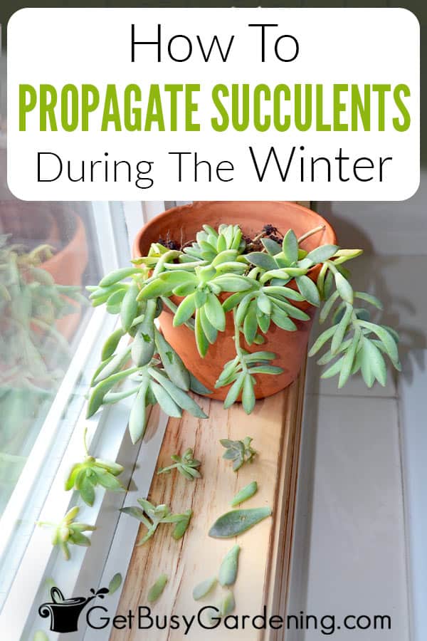 How To Propagate Succulents During The Winter