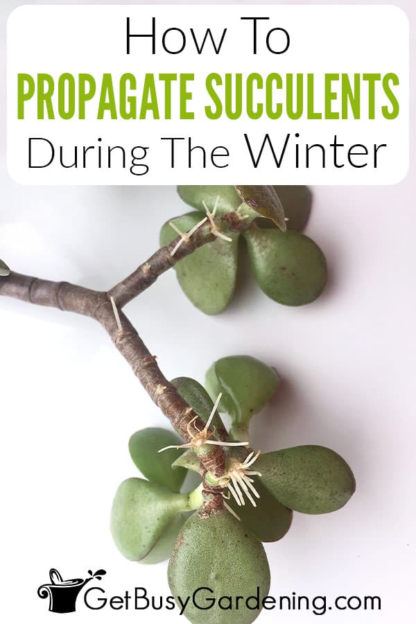 How To Propagate Succulents During The Winter