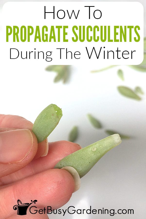 How To Propagate Succulents During The Winter