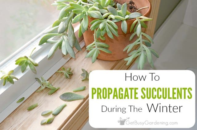 How To Propagate Succulents In Winter