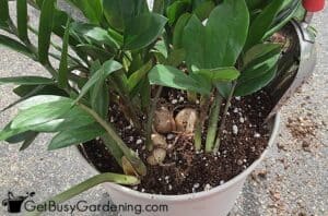 How To Make Potting Soil For Indoor Plants - Get Busy Gardening