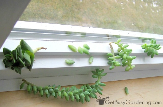 Propagating succulents on a windowsill in winter