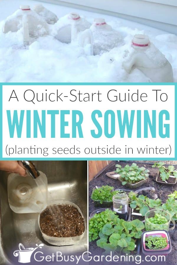 A Quick-Start Guide To Winter Sowing (plant seeds outside in winter)