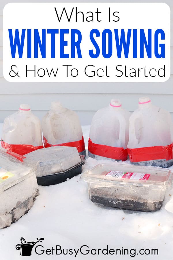 What Is Winter Sowing & How To Get Started