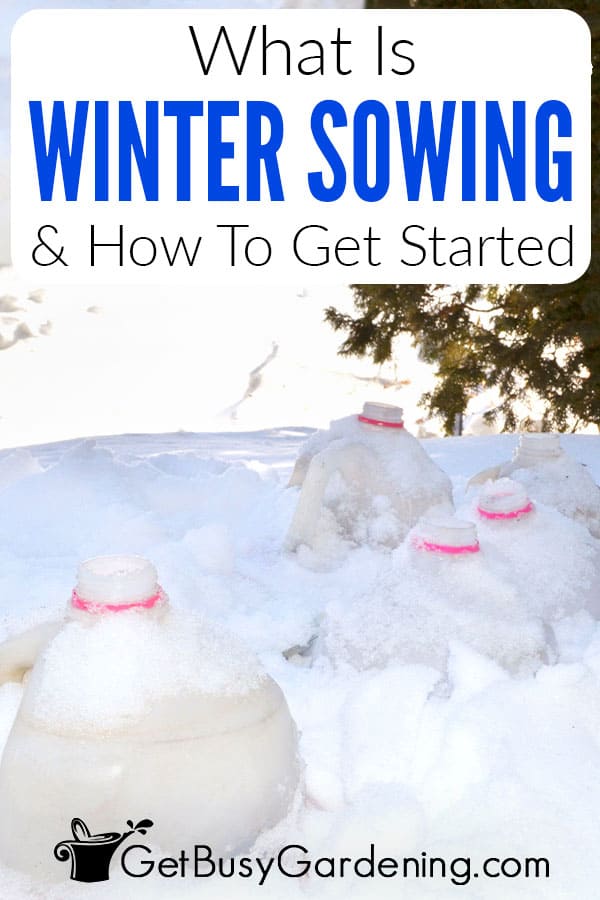 What Is Winter Sowing & How To Get Started