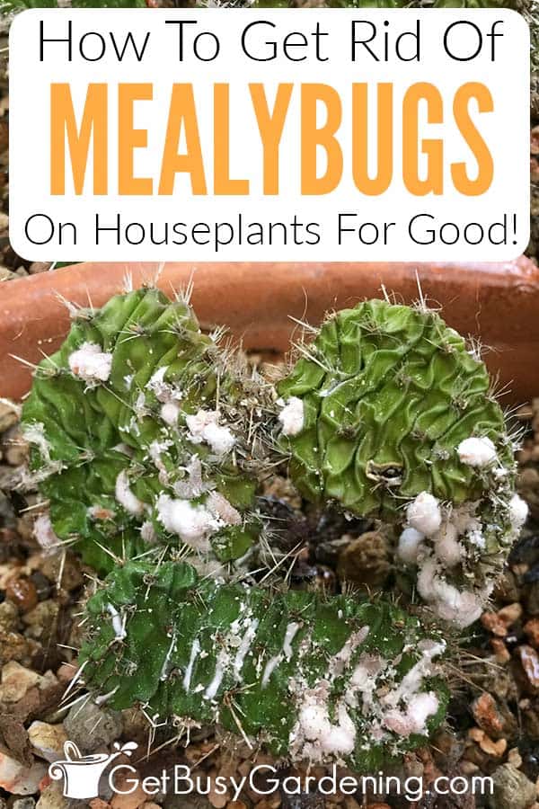 How To Get Rid Of Mealybug On Houseplants
