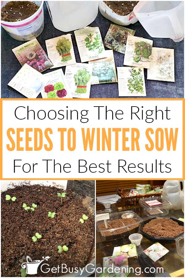 Choosing The Right Seeds To Winter Sow For The Best Results