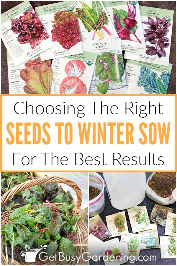 Choosing The Right Seeds To Winter Sow For The Best Results