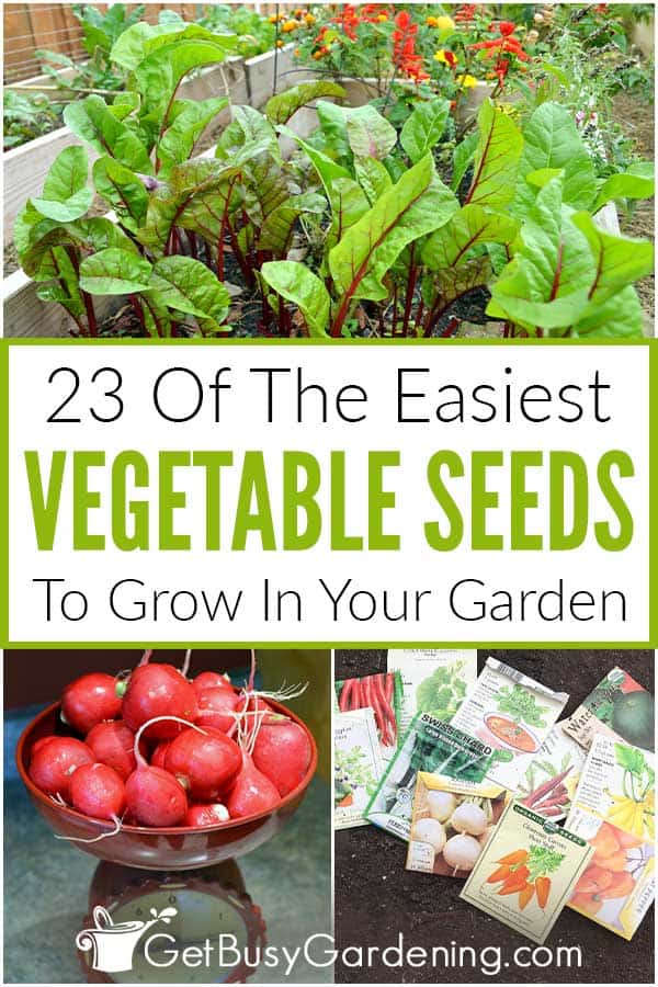 23 Of The Easiest Vegetable Seeds To Grow In Your Garden